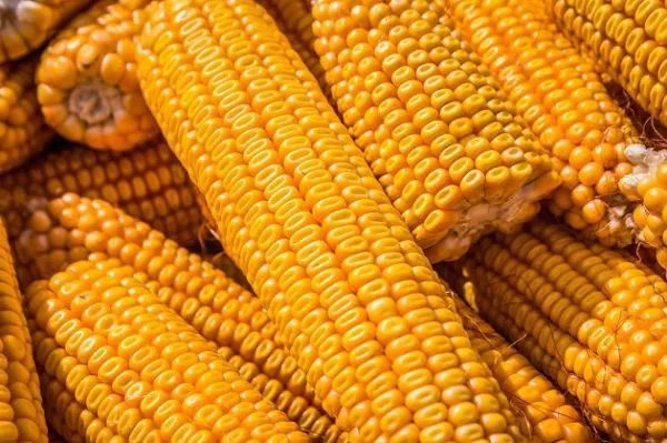 фотография продукта Семена кукурузы РОСС 140 СВ  F1 2019