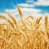 реализуем пшеницу производители в Омске