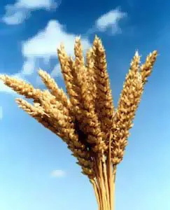 пшеница, ячмень, кукуруза. в Омске
