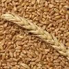 пшеница,ячмень,горох,чечевица . в Омске