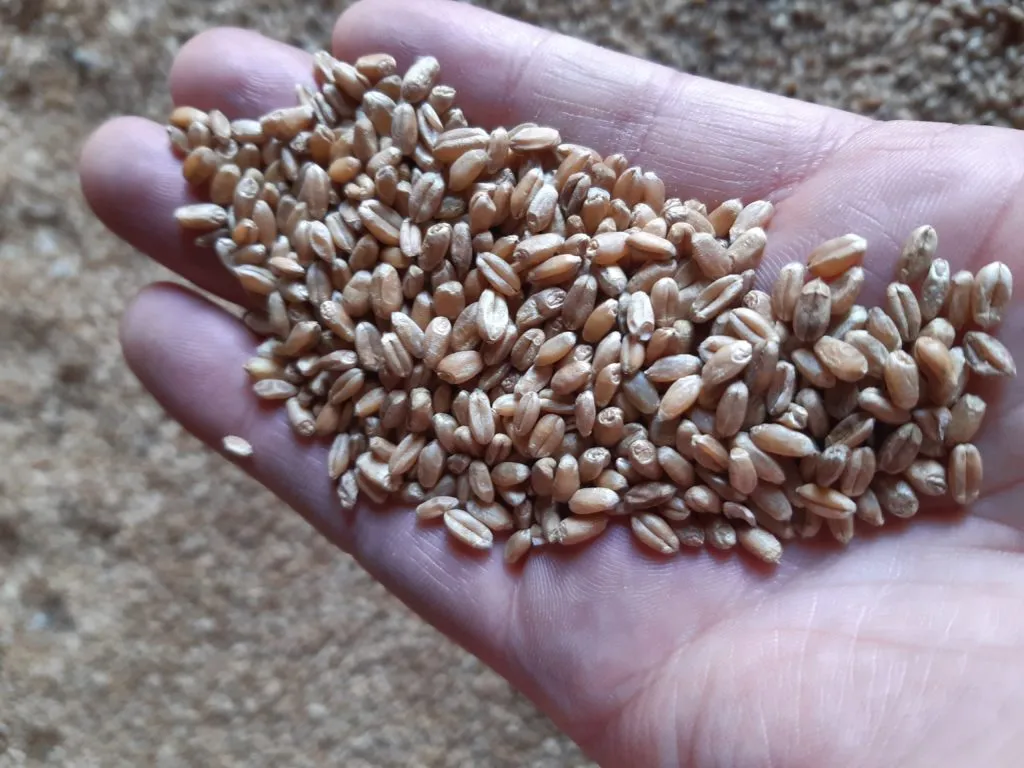 фотография продукта Лён, Рапс, Ячмень, Пшеница в Киргизии