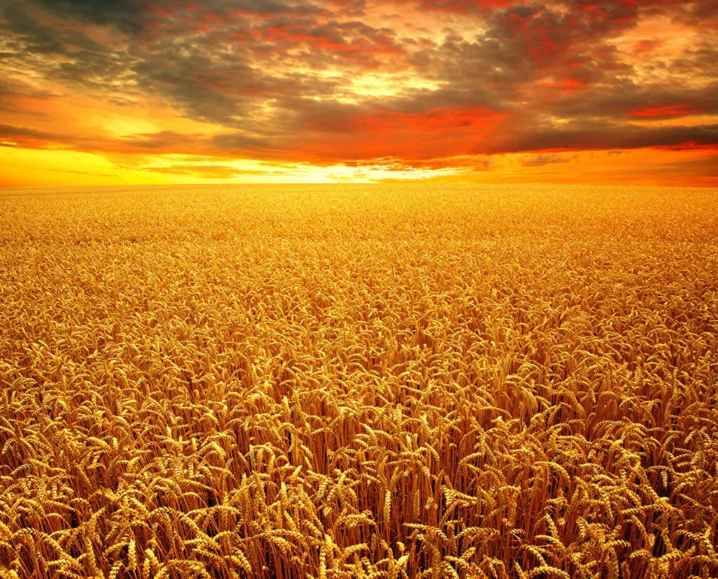 зерно пшеницы 3 класса оптом в Омске