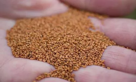 семена рыжика для маслоделов в Омске и Омской области