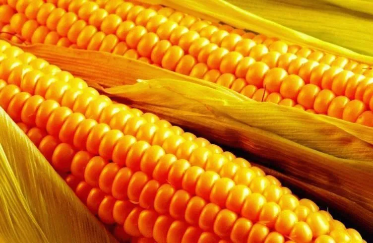 фотография продукта Семена кукурузы РОСС-199 МВ F1  2019
